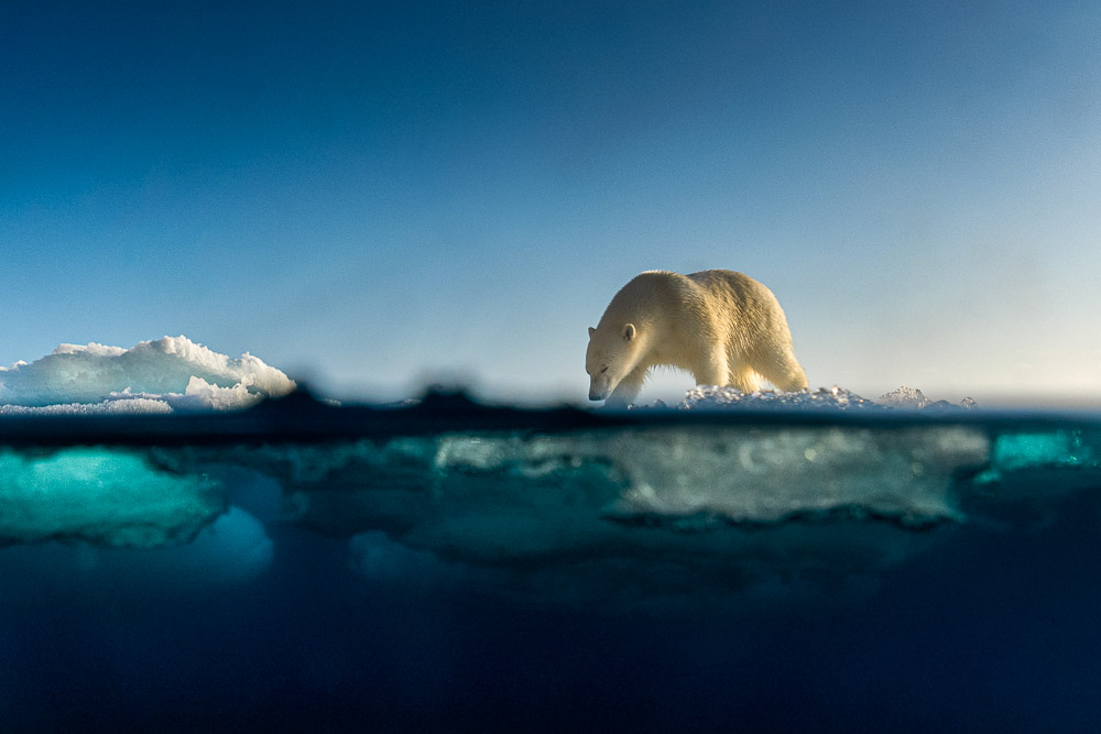 Svalbard Summer Dream