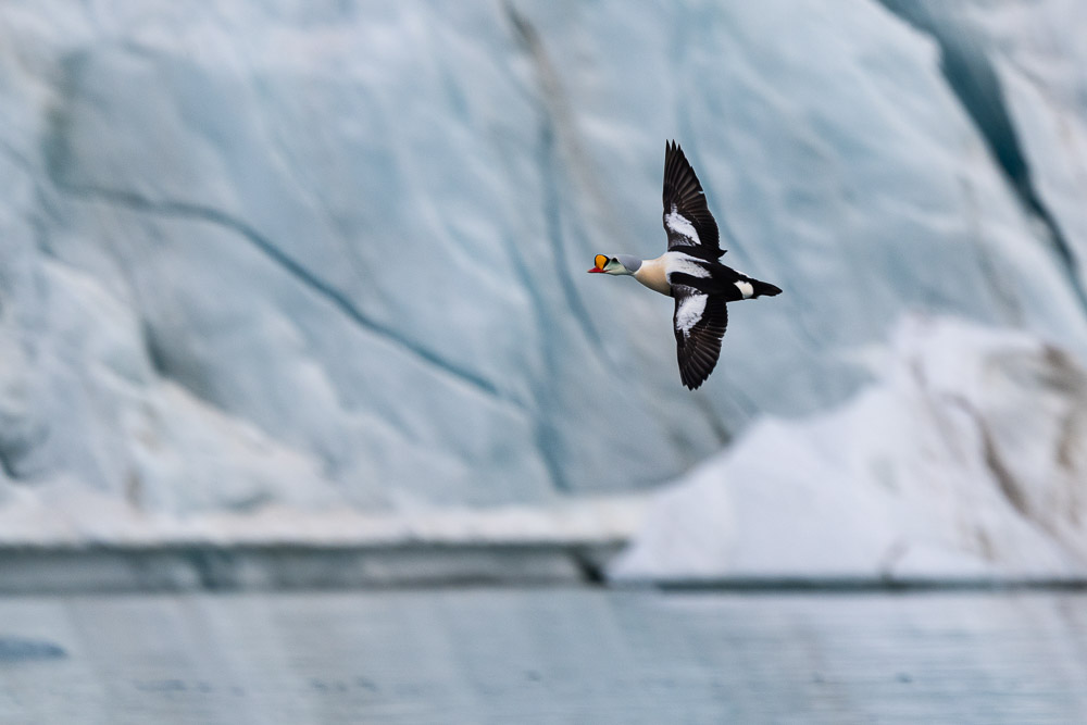 Svalbard Spring Awakening