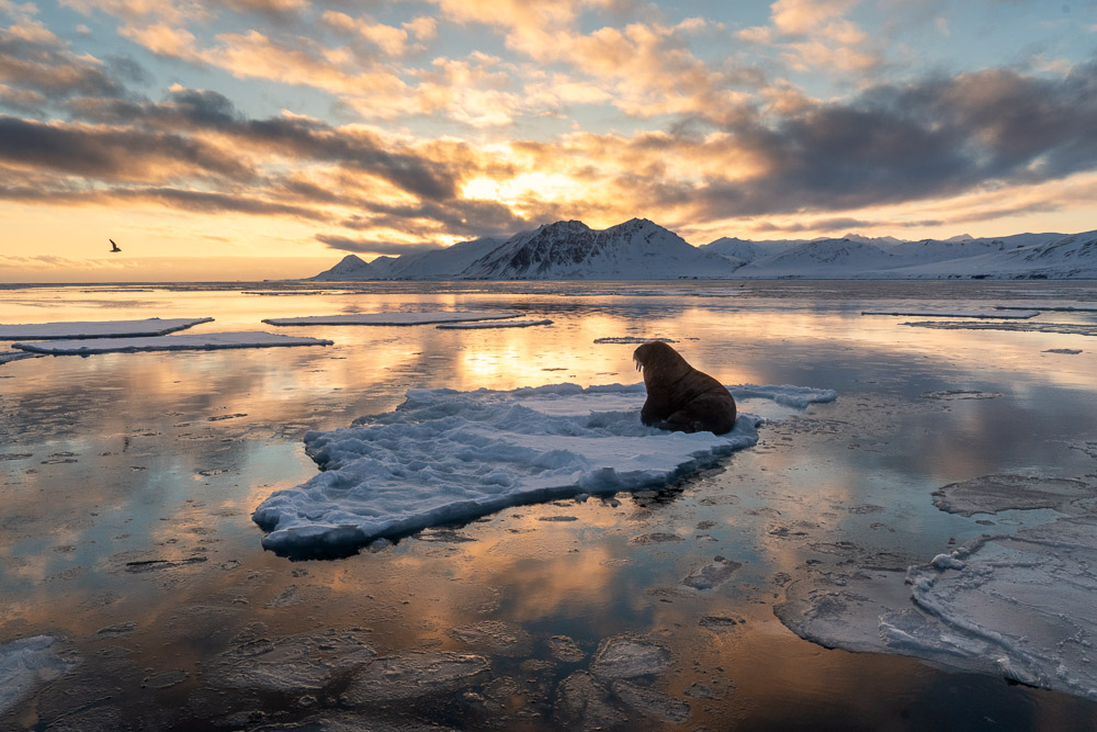 Svalbard Winter Glow