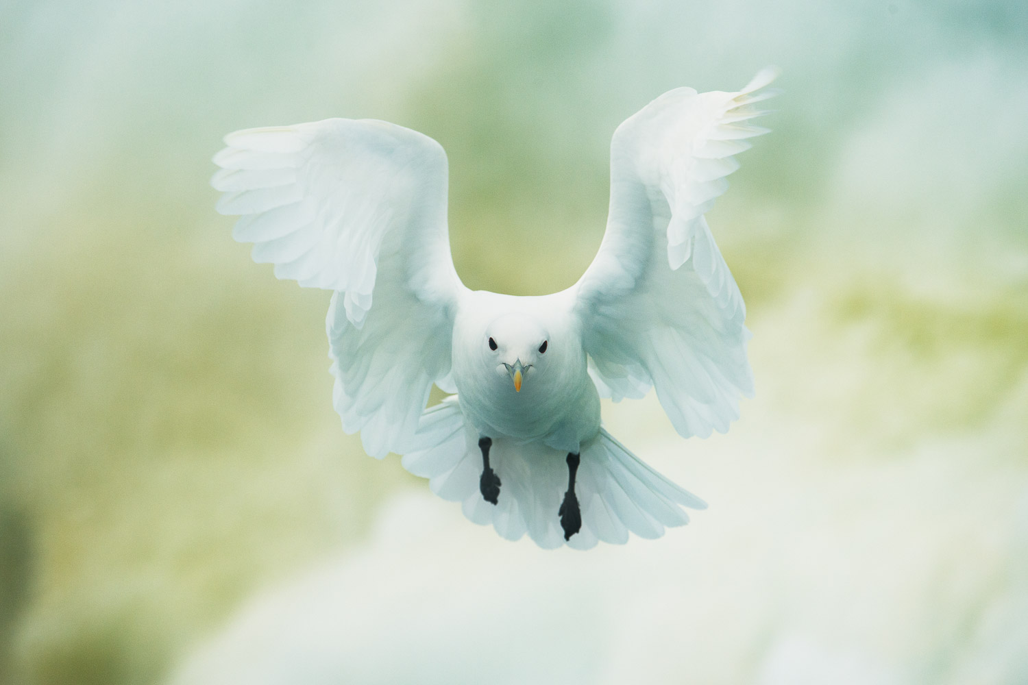 Placeholder Image