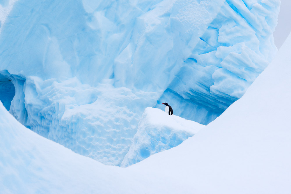 Antarctica Spring