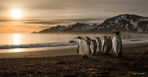 How to Photograph Penguins in Antarctica and South Georgia